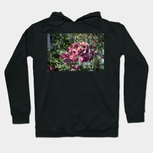 Coloma Garden Pink Roses Shrubs Hoodie